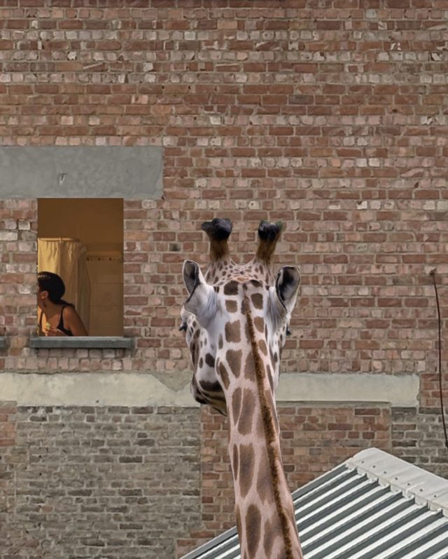 Afstudeerpresentatie Judith Pellicaan